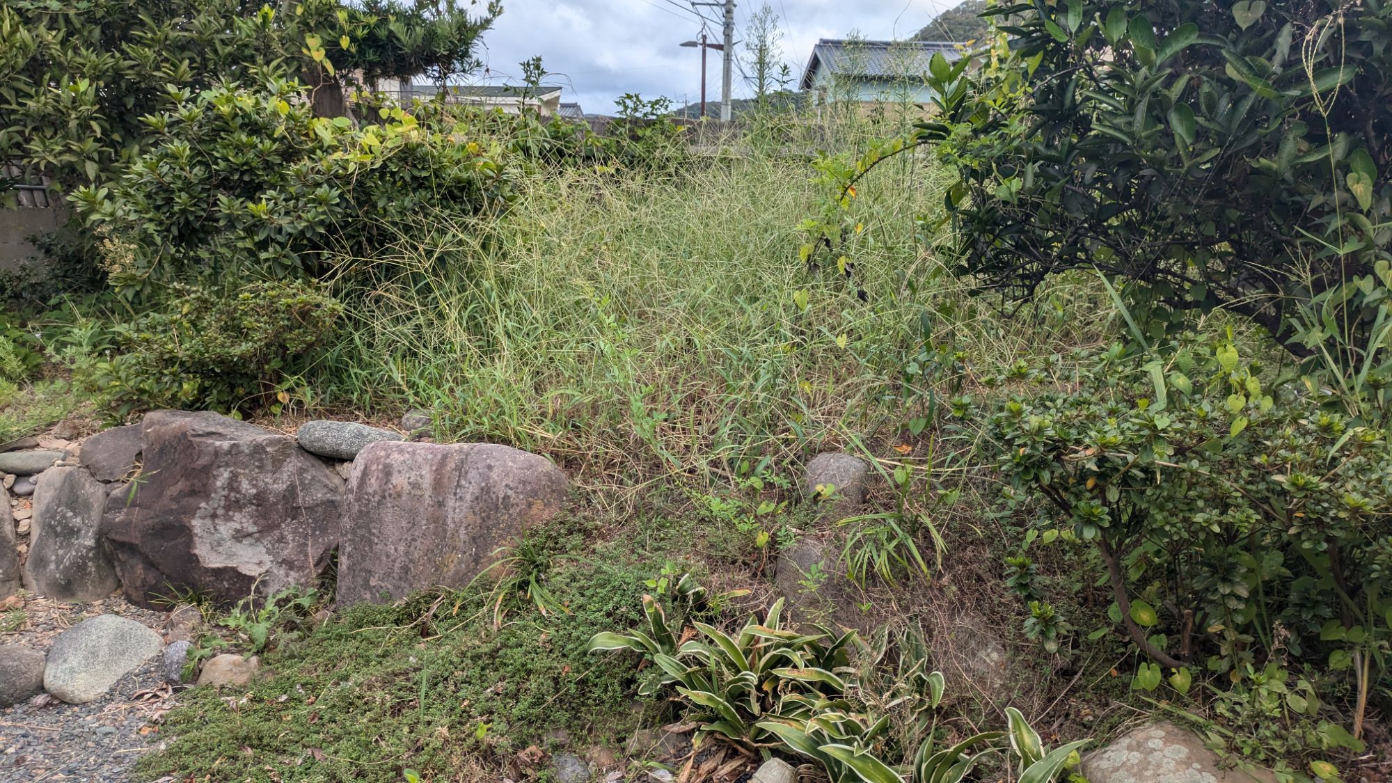 草取り少々、、、